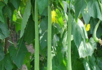 丝瓜怎么种植才能出苗