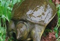 钓甲鱼实用技巧大全 详细如下