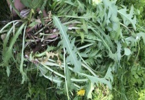 婆婆丁根的食用方法 附婆婆丁根茶的饮用禁忌