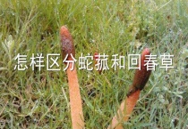 怎样区分蛇菰和回春草