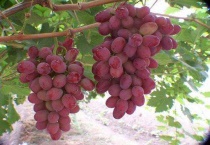 克伦生葡萄什么时候拉花