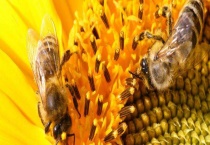 双王群怎么上继箱 注意事项有哪些？