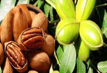 碧根果树苗结果需要几年 附种植条件和繁殖多久？