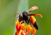 马蜂蛰后多久才能放心 被马蜂蛰了怎样多久？