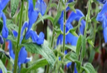 龙胆草的产地分布 龙胆草的产地环境