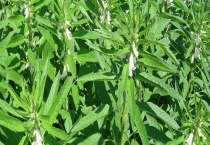 芝麻的种植多久？