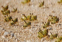 蝗灾怎么治理 保护好环境能减少蝗虫灾害