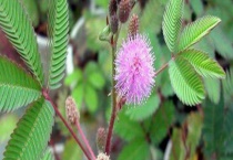 含羞草为什么会害羞呢？含羞草会害羞的历史根源