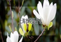 上海市花是什么？