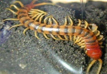 蜈蚣为什么会爬到床上