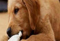 母金毛能长到多大 怎么梳毛