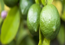 酸橙是落叶还是常绿植物 有哪些生长习性