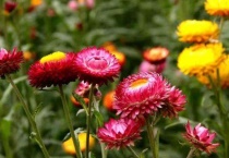 秋冬适合种植什么花卉