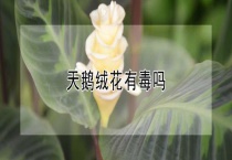 天鹅绒花有毒吗？