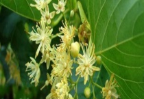 椴树蜜的真假怎么鉴别 从颜色、气味、口感、结晶、价格上鉴别