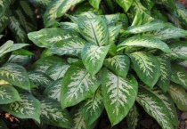 冬天种什么植物