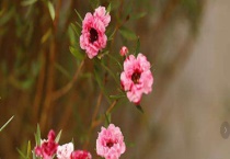 松红梅叶子干枯卷起怎么办 养殖时需要足够的阳光