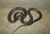 红斑蛇和赤链蛇分别