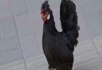 元宝鸡多少钱一只 附市场前景