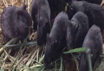 黑豚养殖需规模化 产业弊端在哪里