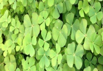 四叶草的生长环境 四叶草的地理分布