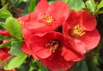 长寿冠海棠四季开花吗？