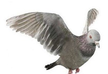 鸽子呕吐拉绿便怎么治