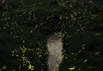 萤火虫的寿命多长？萤火虫吃什么？