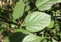 斑鸠叶是什么植物