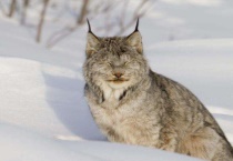 猞猁认主人吗？