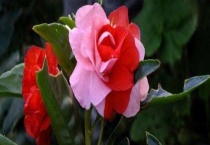 凤仙花种植多久？