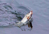 冬季钓鱼调漂技巧有哪些？