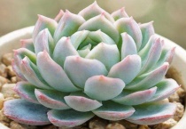 多肉叶片发软发皱是什么原因？