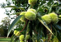 板栗的采收及贮藏多久？