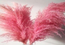 粉黛花语是什么意思