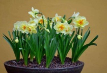 水仙花叶子长得太高怎么办？