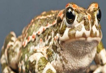 蟾蜍的寓意是什么 多少钱一斤