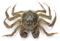 河蟹不蜕壳症预防技术 河蟹不蜕壳的原因？