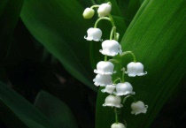 铃兰幼苗怎么养护