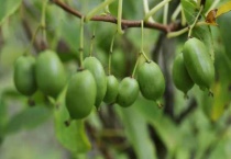 软枣猕猴桃能盆栽吗？