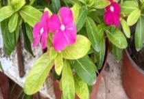 长春花叶子发黄怎么办 发黄的原因是什么？