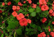 虎刺梅冬天在外面能过冬吗？