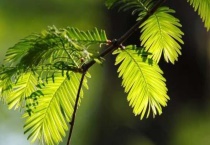 水杉和云杉有什么区别？？