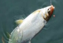 怎么钓黄尾鱼 钓黄尾鱼的技巧有哪些？