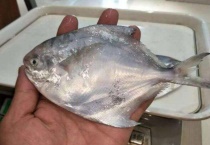 鳎目鱼和比目鱼区别？