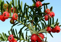 红豆杉扦插繁殖多久？