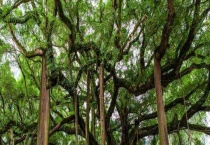 阔叶树针叶树各有哪些？