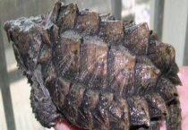 鳄龟和草龟有什么不同 草龟的形状是怎样的