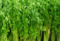 西芹和芹菜的区别？ 详细介绍