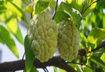 释迦果（番荔枝）价格多少钱一斤？品种有哪些？